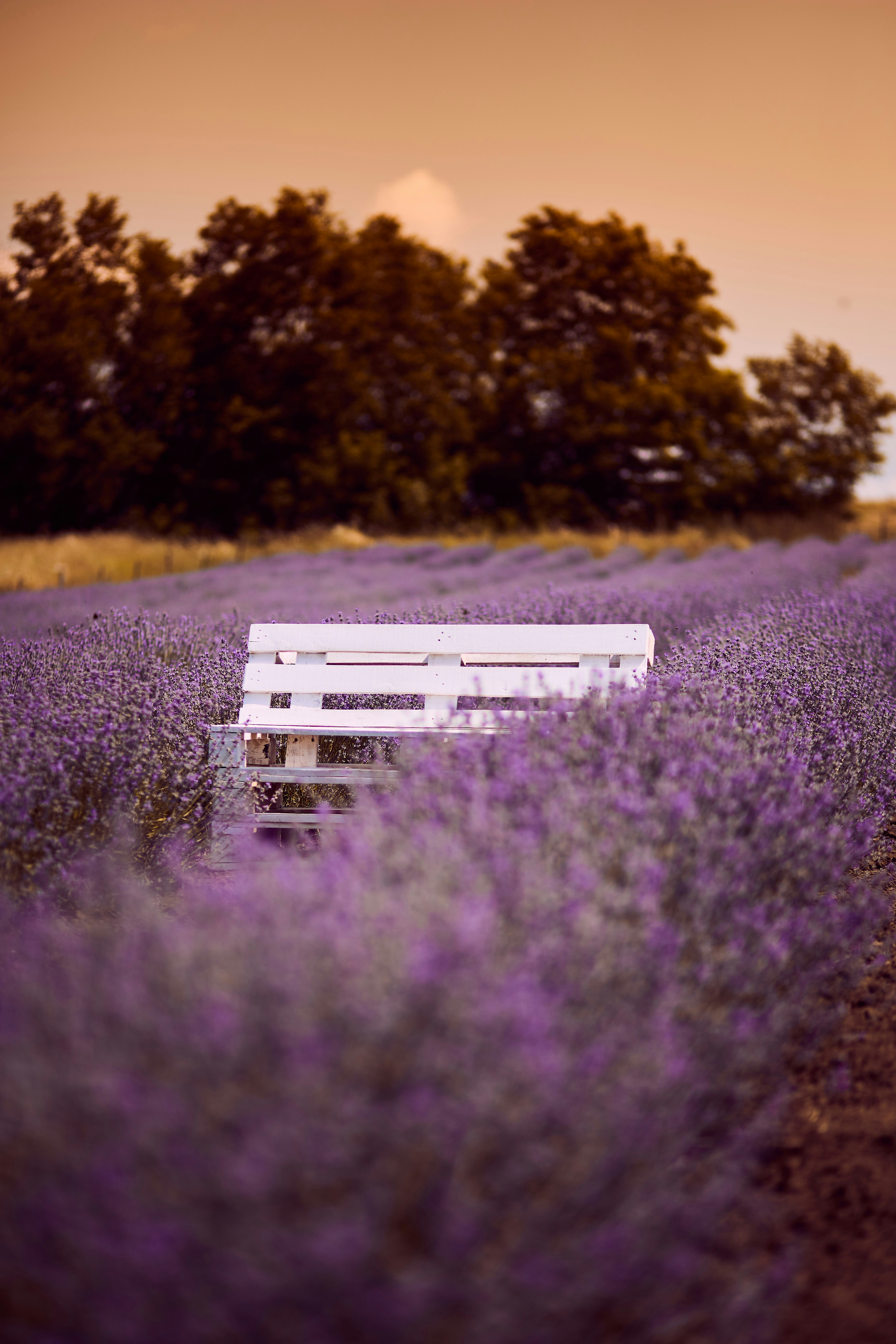 black wooden bench on green grass field during daytime